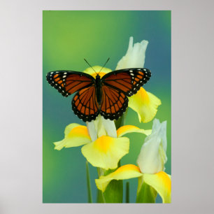 Affiche Un papillon Viceroy sur un iris japonais jaune