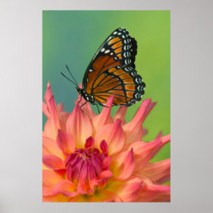 Affiche Un papillon Viceroy sur une Zinnia