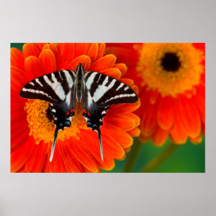 Affiche Un papillon Zebra Swallowtail