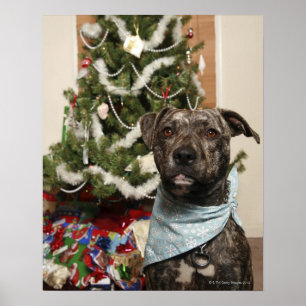 Affiche Un pit-bull posant pour un portrait de Noël.