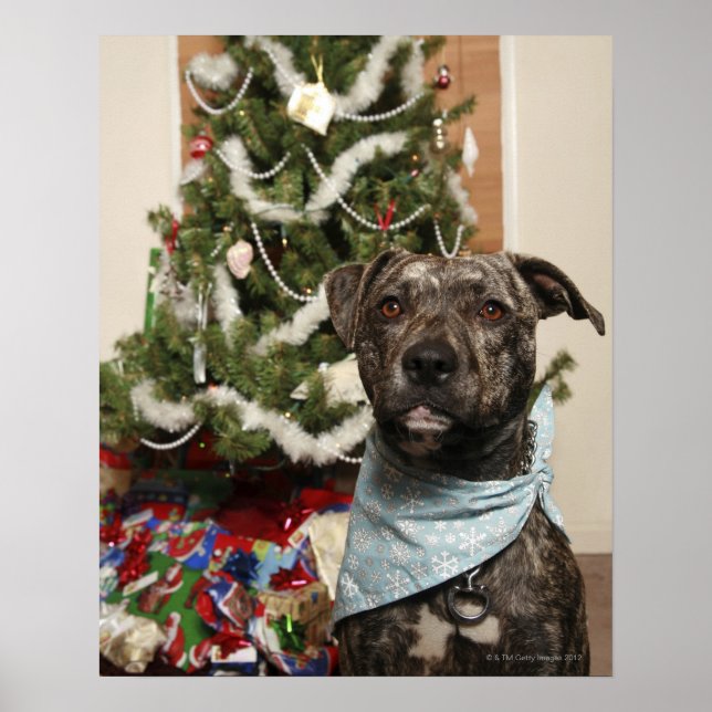 Affiche Un pit-bull posant pour un portrait de Noël. (Devant)