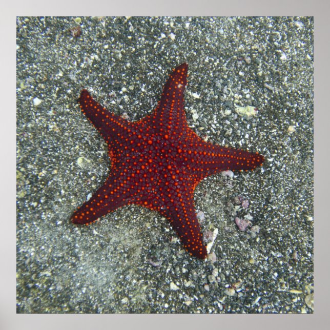 Affiche Un poisson rouge | Galapagos, Equateur (Devant)