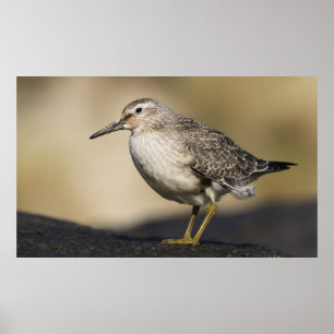 Affiche Un Portrait D'Un Noeud