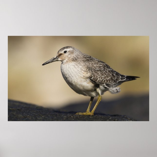 Affiche Un Portrait D'Un Noeud (Devant)