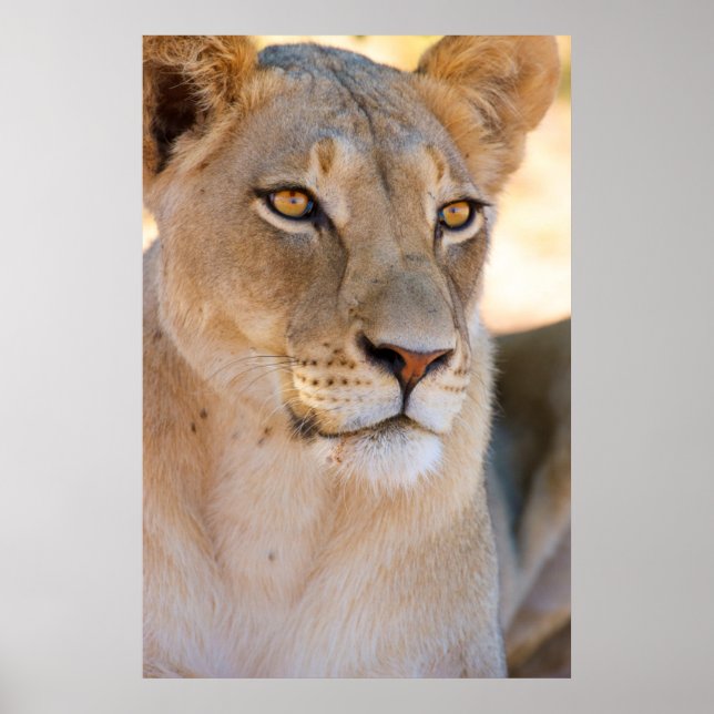 Affiche Un portrait d'une lionne regardant au loin (Devant)