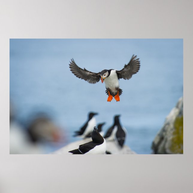 AFFICHE UN PUFFIN DE L'ATLANTIQUE ARRIVE SUR LE TERRAIN AV (Devant)