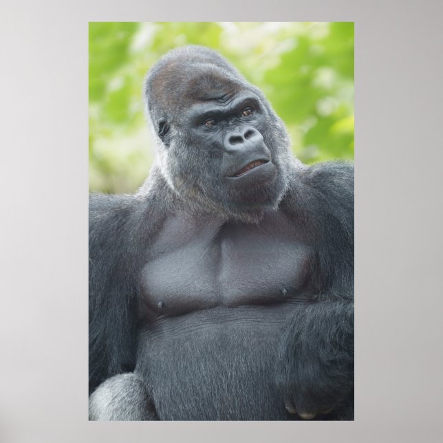 Affiche Un regard de Silverback (Devant)