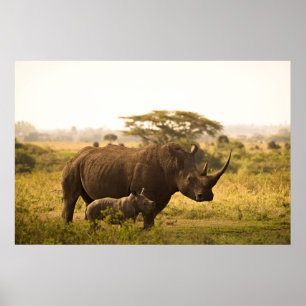 Affiche Un Rhino avec son bébé