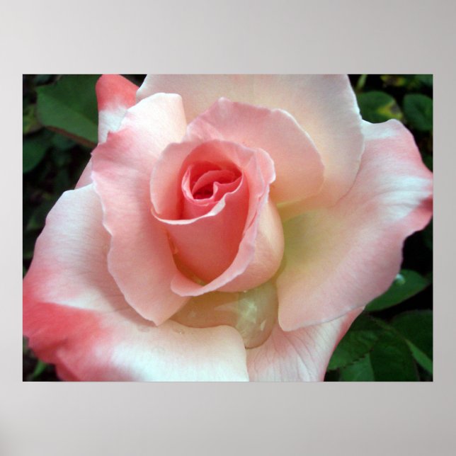 Affiche Un rose sous un autre nom. (Devant)
