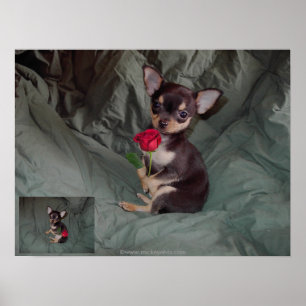 Affiche Un Rose tenant une rose rouge