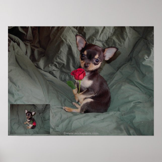 Affiche Un Rose tenant une rose rouge (Devant)