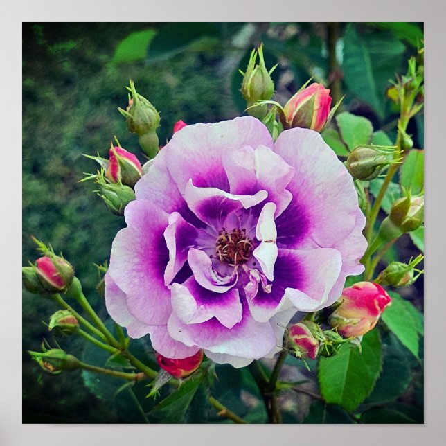 Affiche Un rose violet (Devant)