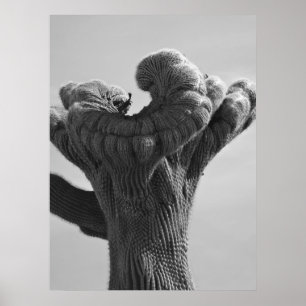 Affiche Un Saguaro Cactus rare