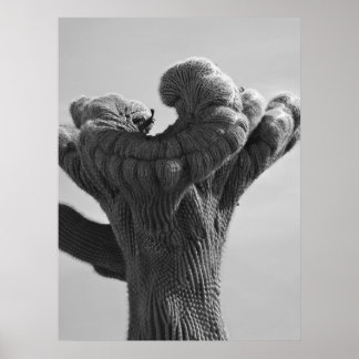 Affiche Un Saguaro Cactus rare