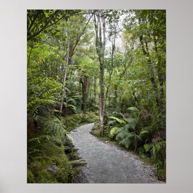 Affiche Un sentier à travers une forêt tropicale au pied d (Devant)
