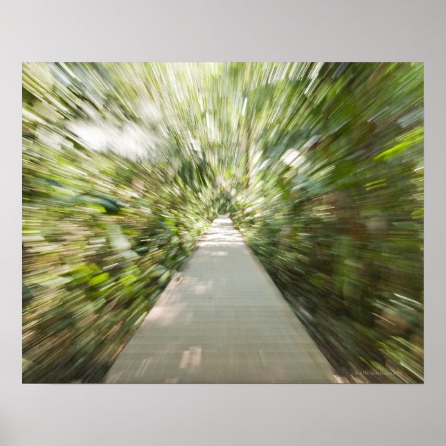 Affiche Un sentier en bois à travers la forêt tropicale dé (Devant)