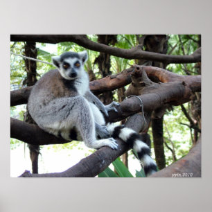 Affiche Un singe à queue ronde sur un arbre