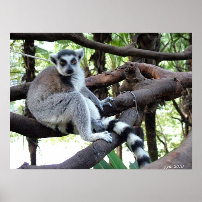 Affiche Un singe à queue ronde sur un arbre (Devant)