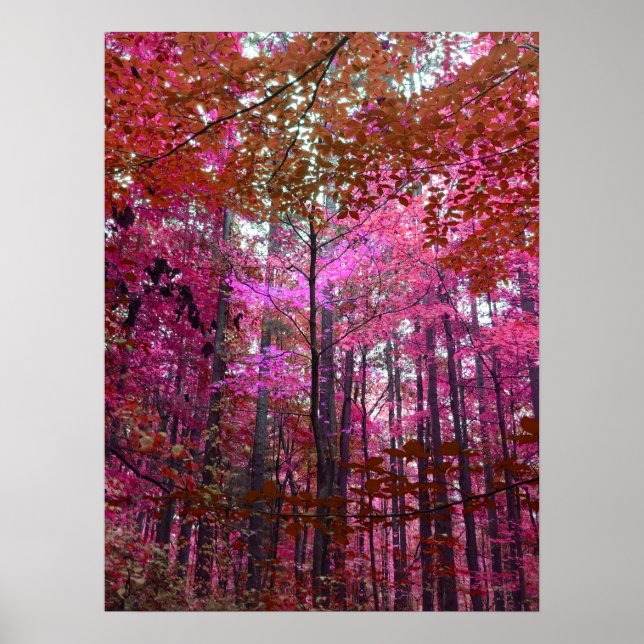 Affiche Un souffle de rose (Devant)