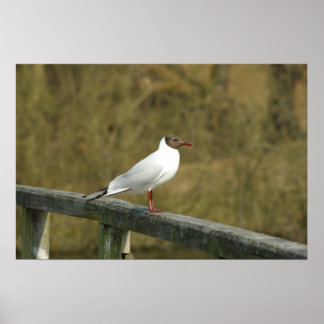 Affiche Un tern