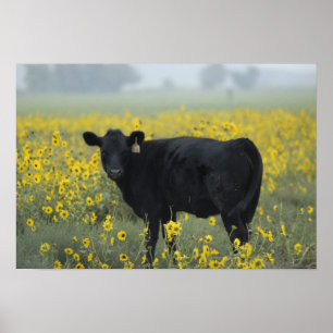 Affiche Un veau au milieu des tournesols du Nebraska