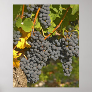 Affiche Un vignoble avec des grappes de raisin Merlot mûre
