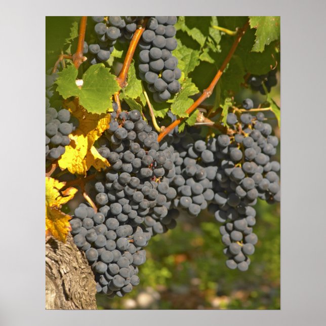 Affiche Un vignoble avec des grappes de raisin Merlot mûre (Devant)