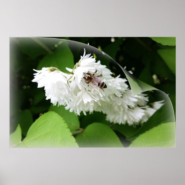 Affiche Une abeille sur une page (Devant)