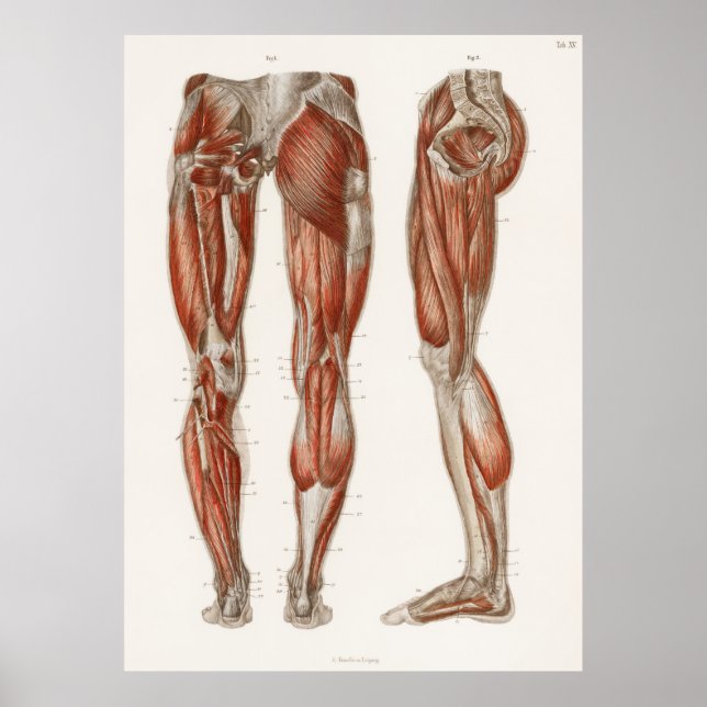 Affiche Une antique des muscles des jambes et des pieds (Devant)