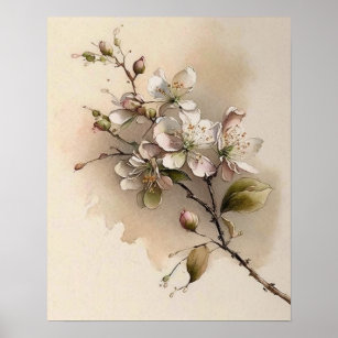 Affiche Une aquarelle à branches de fleurs de cerisier