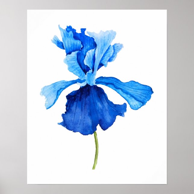 Affiche une aquarelle iris bleue (Devant)
