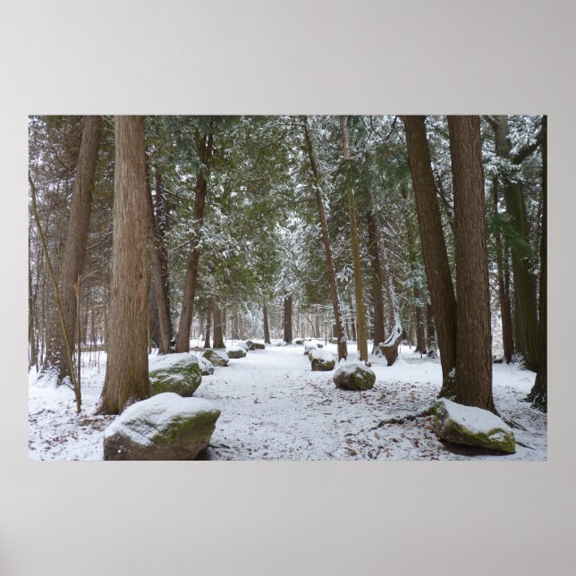 Affiche Une balade dans les bois (Devant)