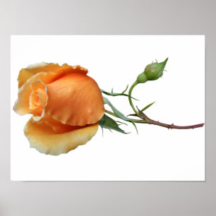 Affiche Une bouture de rose unique
