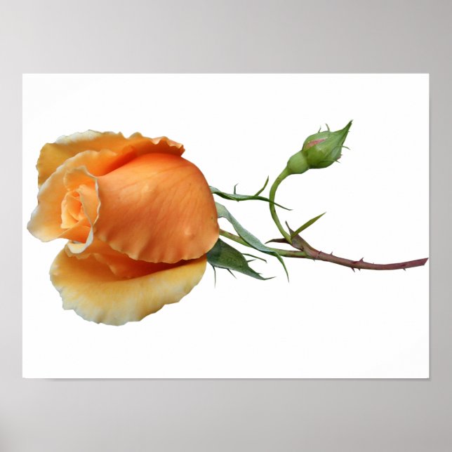 Affiche Une bouture de rose unique (Devant)