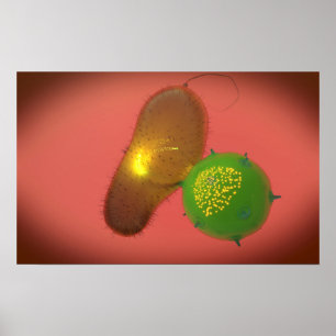 Affiche Une Cellule Tueuse Naturelle Injecte La Toxine