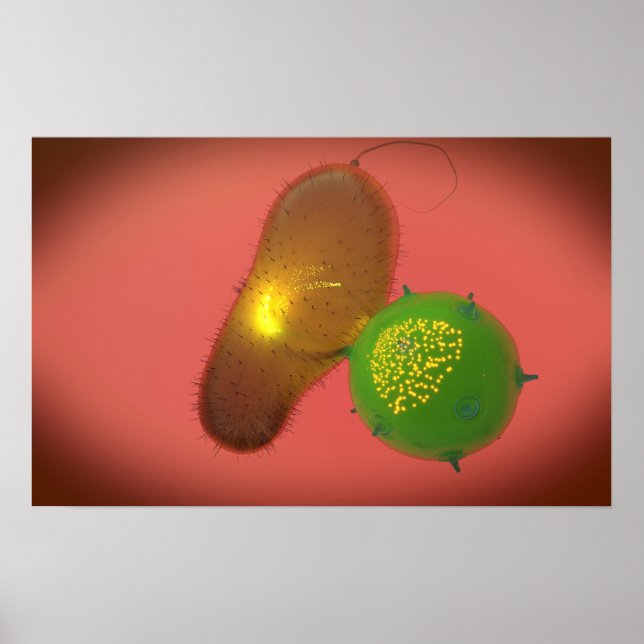 Affiche Une Cellule Tueuse Naturelle Injecte La Toxine (Devant)