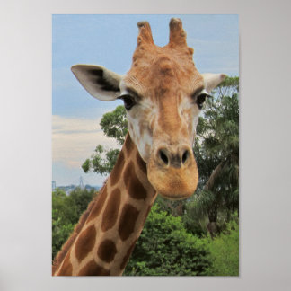 Affiche Une charmante girafe