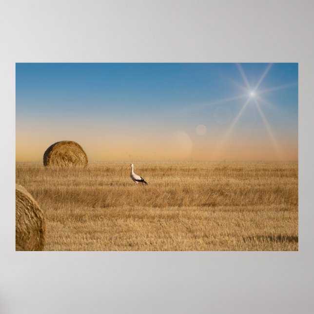 Affiche Une cigogne blanche  (Devant)