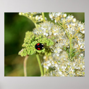 Affiche Une coccinelle noire avec des taches rouges