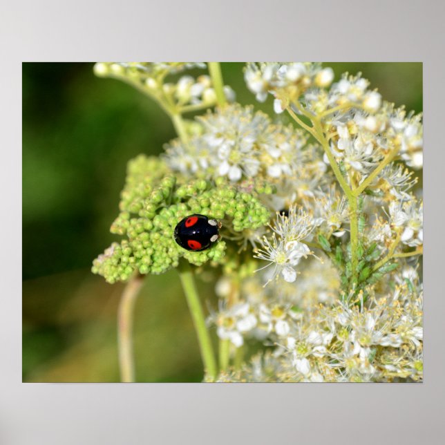 Affiche Une coccinelle noire avec des taches rouges  (Devant)