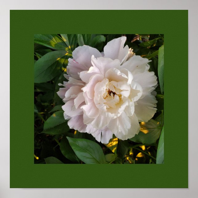 Affiche Une délicate pivoine blanche (Devant)