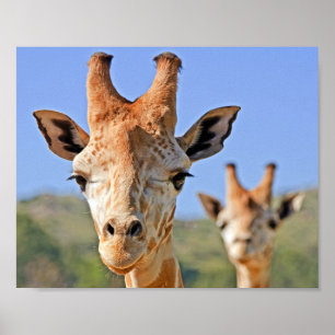 Affiche Une douce girafe face à un ciel bleu