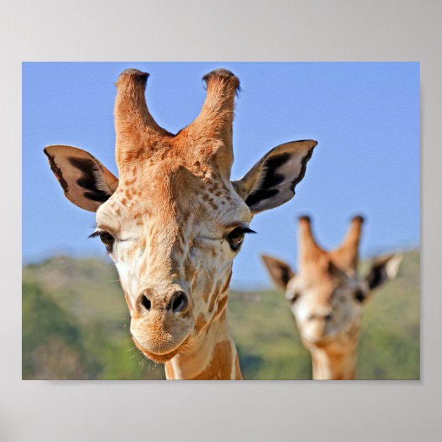 Affiche Une douce girafe face à un ciel bleu (Devant)