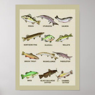 Affiche Une empreinte très poissonneuse