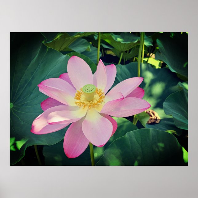 Affiche Une fleur de lotus vibrante (Devant)