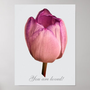 Affiche Une fleur de tulipe