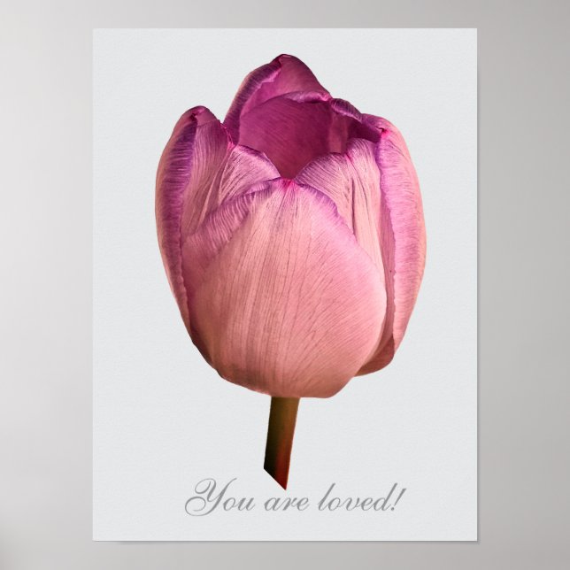 Affiche Une fleur de tulipe (Devant)