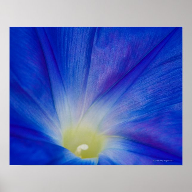 Affiche Une fleur glacée bleue du matin (Devant)