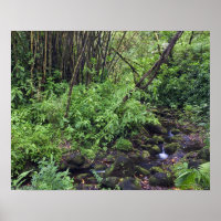 Une forêt tropicale comprend des fougères, un ruis
