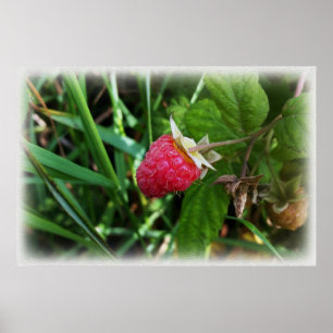 Affiche Une framboise mûre